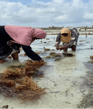 Seaweed farming Seaweed farming