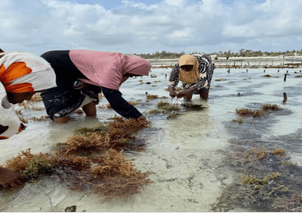 Seaweed farming