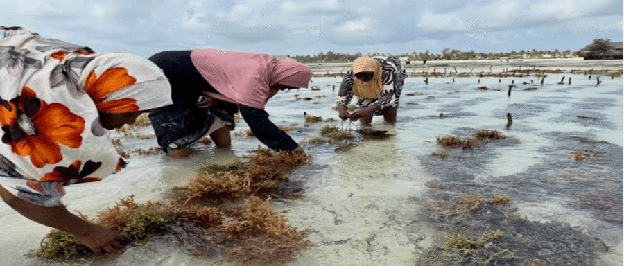 Seaweed farming